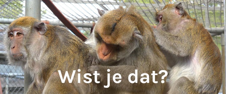 Wist je dat?